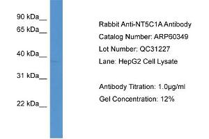 WB Suggested Anti-NT5C1A  Antibody Titration: 0.