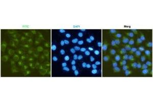Iunofluorescent analysis of Hela cells fixed fixed by anhydrous methanol at -20 °C and using P-2 mouse mAb (dilution 1:50). (MMP2 抗体)