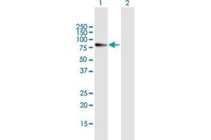 Western Blot analysis of MYB expression in transfected 293T cell line by MYB MaxPab polyclonal antibody. (MYB 抗体  (AA 1-640))