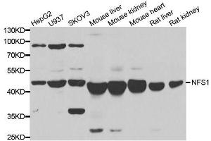 Western blot analysis of extracts of various cell lines, using NFS1 antibody. (NFS1 抗体  (AA 208-457))