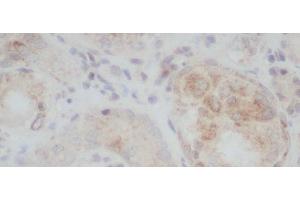 Immunohistochemistry of paraffin-embedded Rat kidney using ERG Polyclonal Antibody at dilution of 1:50 (ERG 抗体)