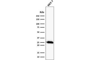 ABIN6383843 to BCL2 was successfully used to stain an approx. (Recombinant Bcl-2 抗体)