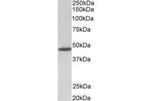 Western Blotting (WB) image for anti-G Protein-Coupled Receptor 83 (GPR83) (Internal Region) antibody (ABIN2465006) (GPR83 抗体  (Internal Region))