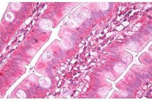 Anti-NUDT1 / MTH1 antibody IHC staining of human small intestine. (NUDT1 抗体)