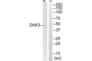Western blot analysis of extracts from Jurkat cells, using DKK3 antibody. (DKK3 抗体)