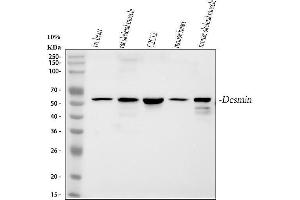 Western blot analysis of Desmin using anti-Desmin antibody (ABIN3043265).