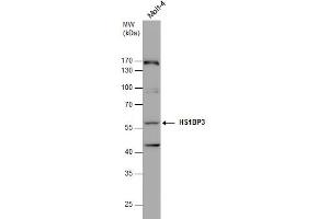 WB Image HS1BP3 antibody detects HS1BP3 protein by western blot analysis. (HS1BP3 抗体  (C-Term))