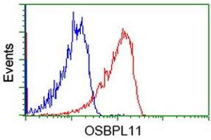 Image no. 3 for anti-Oxysterol Binding Protein-Like 11 (OSBPL11) antibody (ABIN1499918) (OSBPL11 抗体)
