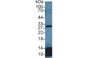 Detection of GSTt2 in Mouse Lung lysate using Polyclonal Antibody to Glutathione S Transferase Theta 2 (GSTt2) (GSTT2 抗体  (AA 15-235))