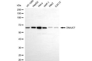 Western blotting analysis using DNAJC7 antibody (ABIN7798378).