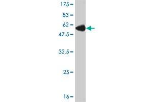 Western Blot detection against Immunogen (54.