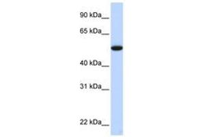 Image no. 1 for anti-Chromosome 9 Open Reading Frame 43 (C9orf43) (C-Term) antibody (ABIN6741349) (C9orf43 抗体  (C-Term))