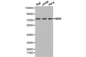 Western Blotting (WB) image for anti-Moesin (MSN) antibody (ABIN1873759) (Moesin 抗体)