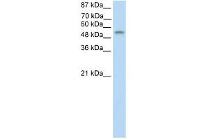 WB Suggested Anti-TEAD4 Antibody Titration:  0. (TEAD4 抗体  (C-Term))