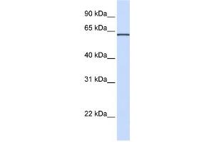 Western Blotting (WB) image for anti-Integrin alpha FG-GAP Repeat Containing 1 (ITFG1) antibody (ABIN2459345) (ITFG1 抗体)