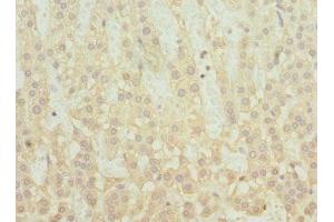 Immunohistochemistry of paraffin-embedded human adrenal gland tissue using ABIN7170393 at dilution of 1:100 (SNX32 抗体  (AA 144-403))