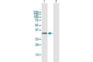 Western Blot analysis of KLF16 expression in transfected 293T cell line by KLF16 MaxPab polyclonal antibody. (KLF16 抗体  (AA 1-252))