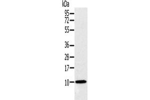 Western Blotting (WB) image for anti-NADH Dehydrogenase (Ubiquinone) 1 alpha Subcomplex, 2, 8kDa (NDUFA2) antibody (ABIN5544606) (NDUFA2 抗体)