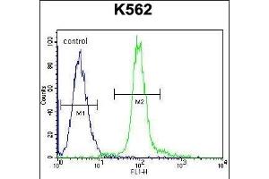 GLMN Antibody (C-term) (ABIN655986 and ABIN2845370) flow cytometric analysis of K562 cells (right histogram) compared to a negative control cell (left histogram). (GLMN 抗体  (C-Term))