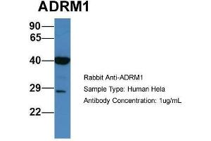 Human Hela; Host:Rabbit. (ADRM1 抗体  (C-Term))