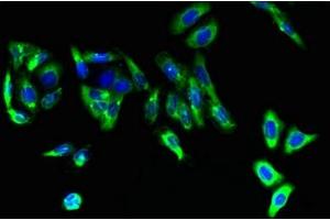 Immunofluorescent analysis of HepG2 cells using ABIN7152648 at dilution of 1:100 and Alexa Fluor 488-congugated AffiniPure Goat Anti-Rabbit IgG(H+L) (FAR2 抗体  (AA 1-300))