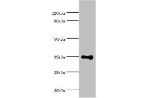 Western blot All lanes: DNA repair protein RAD51 homolog 4 antibody at 8 μg/mL + Jurkat whole cell lysate Secondary Goat polyclonal to rabbit IgG at 1/10000 dilution Predicted band size: 36, 6, 24, 31, 13, 23, 38 kDa Observed band size: 36 kDa (RAD51D 抗体  (AA 1-328))