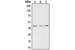 Western blot analysis of CREB (pS133) expression in MCF7 (A), Raw264. (CREB1 抗体  (pSer133))