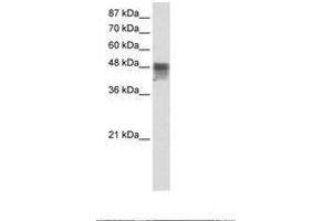 Image no. 1 for anti-RNA Binding Motif, Single Stranded Interacting Protein 3 (RBMS3) (C-Term) antibody (ABIN203123) (RBMS3 抗体  (C-Term))