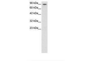 Image no. 1 for anti-V-Myb Myeloblastosis Viral Oncogene Homolog (Avian)-Like 2 (MYBL2) (N-Term) antibody (ABIN1494785) (MYBL2 抗体  (N-Term))