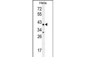 CYC1 Antibody (C-term) (ABIN655608 and ABIN2845091) western blot analysis in Hela cell line lysates (35 μg/lane). (Cytochrome C1 抗体  (C-Term))