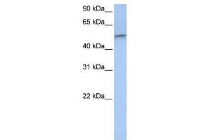 DRG1 antibody used at 1 ug/ml to detect target protein. (DRG1 抗体  (Middle Region))