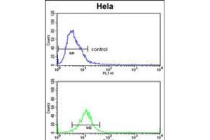 Flow cytometric analysis of Hela cells (bottom histogram) compared to a negative control cell (top histogram). (CDK19 抗体  (AA 253-285))