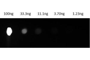 Dot Blot results of Mouse IgG2a R-Phycoerythrin conjugate. (小鼠 IgG2a isotype control (PE))