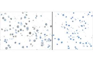 Immunocytochemistry (ICC) image for anti-Transforming Growth Factor, beta 1 (TGFB1) (AA 325-375) antibody (ABIN7449529) (Recombinant TGFB1 抗体  (AA 325-375))