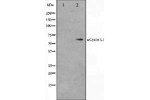 Western Blotting (WB) image for anti-Cyclin L1 (CCNL1) (C-Term) antibody (ABIN6261157)