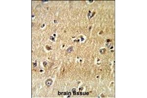 Formalin-fixed and paraffin-embedded human brain tissue reacted with SCFD1 Antibody (C-term), which was peroxidase-conjugated to the secondary antibody, followed by DAB staining. (SCFD1 抗体  (C-Term))