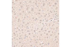Immunohistochemistry of paraffin-embedded mouse liver using HMGN1 antibody (ABIN6291502) at dilution of 1:100 (40x lens).
