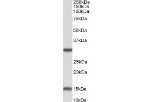 ABIN768568 (0. (SIRT3 抗体  (Internal Region))