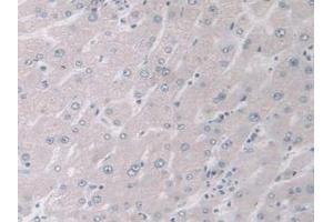 Detection of MAPK12 in Human Liver Tissue using Polyclonal Antibody to Mitogen Activated Protein Kinase 12 (MAPK12) (MAPK12 抗体  (AA 27-311))