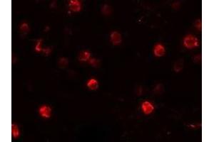 Immunofluorescence (IF) image for anti-Natural Killer Cell Receptor 2B4 (CD244) (C-Term) antibody (ABIN1030672) (2B4 抗体  (C-Term))