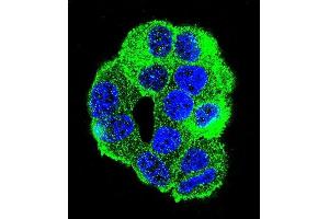Confocal immunofluorescent analysis of WDR27 Antibody (N-term) (ABIN655738 and ABIN2845185) with MCF-7 cell followed by Alexa Fluor 488-conjugated goat anti-rabbit lgG (green). (WDR27 抗体  (N-Term))