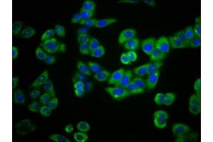 Immunofluorescence staining of PC-3 cells with ABIN7163650 at 1:66, counter-stained with DAPI. (PLEKHG5 抗体  (AA 821-957))