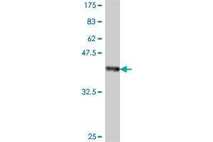 Western Blot detection against Immunogen (37. (APCS 抗体  (AA 117-223))