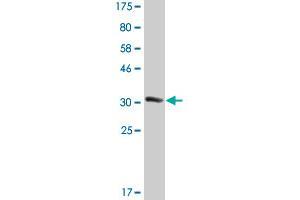 Western Blot detection against Immunogen (33. (EFHD1 抗体  (AA 168-238))