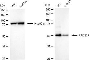 Western blotting analysis using RAD23A antibody (ABIN7800116).