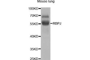 Western blot analysis of extracts of mouse lung, using RBPJ antibody (ABIN5973315) at 1/1000 dilution. (RBPJ 抗体)