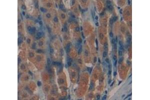 IHC-P analysis of Mouse Tissue, with DAB staining. (Trefoil Factor 2 抗体  (AA 25-127))