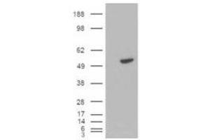 Image no. 1 for anti-B-Cell Linker (BLNK) (C-Term) antibody (ABIN374092) (B-Cell Linker 抗体  (C-Term))