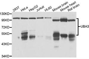 Western blot analysis of extracts of various cell lines, using UBA3 antibody (ABIN4905530) at 1:1000 dilution. (UBA3 抗体)