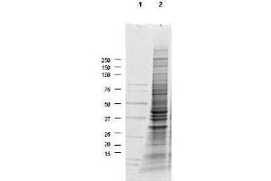 Western Blotting (WB) image for A549 Whole Cell Lysate (ABIN964030)